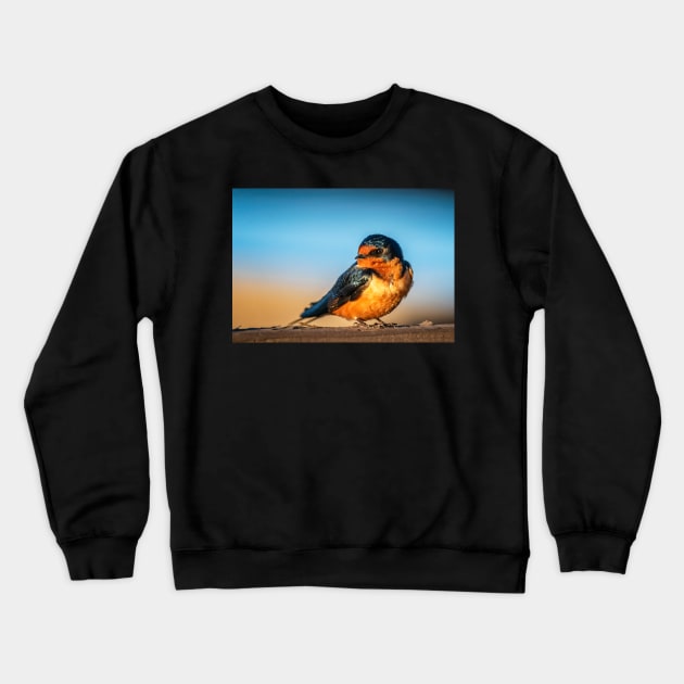 Barn Swallow on a Rail Crewneck Sweatshirt by jecphotography